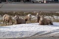 A herd of female ewe bighorn sheep gather, graze and relax in a roadside ditch during winter in Radium Hot Springs British