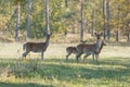 Herd of female fallow deer in the autumn forest Royalty Free Stock Photo