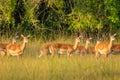 A herd of female impala Aepyceros melampus looking alert, Lake Mburo National Park, Uganda.