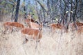 Herd of female impala antelopes on grass, trees and blue sky background close up in Kruger National Park, safari in South Africa Royalty Free Stock Photo