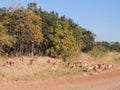 Herd of female Impalas Royalty Free Stock Photo