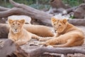 Herd of female lions resting after meal Royalty Free Stock Photo