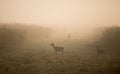 Herd of female red deers in forest on foggy morning