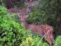 Herd of female red spotted deers in Chitwan National Park jungle in Nepal Royalty Free Stock Photo