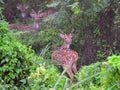 Herd of female red spotted deers in Chitwan National Park jungle in Nepal Royalty Free Stock Photo