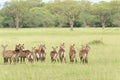 Herd of female Waterbuck