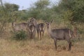 Herd of female waterbuck standing alert and looking back in the wild grass of Meru National Park, Kenya
