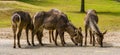 Herd of female waterbucks together, marsh antelope specie from Africa