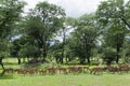 A herd of female and young impalas