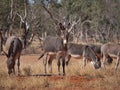 Herd of feral donkeys in Central Australia