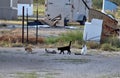 Herd of feral junkyard cats frolicking in the morning sun