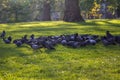 Herd of Feral pigeons grazing on the grass farmland on a sunny day