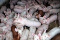 Herd of few months old hungry piglets Royalty Free Stock Photo