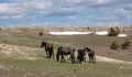 Small band of five wild horses under blue cloudy sky in the western United States