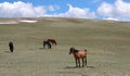 Small herd of five wild horses under blue cloudy sky in the western United States