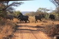 A herd or flock of African elephants crossing a road in Welgevonden Game Reserve in South Africa Royalty Free Stock Photo