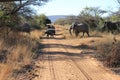 A herd or flock of African elephants crossing a road in Welgevonden Game Reserve in South Africa