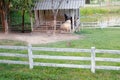 Herd flock of sheep goat in farm Royalty Free Stock Photo