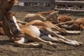 Herd of foals Royalty Free Stock Photo