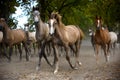 Herd of foals in the pasture Royalty Free Stock Photo