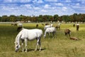 Herd of foals in the pasture Royalty Free Stock Photo