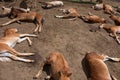 Herd of foals Royalty Free Stock Photo