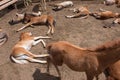 Herd of foals Royalty Free Stock Photo
