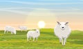 A herd of four fluffy white sheep in a meadow. Royalty Free Stock Photo