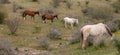 Herd of four wild horses in the Salt River wild horse management area near Scottsdale Arizona USA