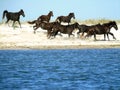 A herd of free horses runs on the sand on the shore of the blue sea. Wildlife and animals Royalty Free Stock Photo