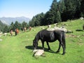 Herd of free horses in the middle of the mountains of pyrennees