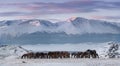 Herd Of Free-Living Horses With Hoarfrost Tails And Manes Peacefully Grazes Against The Snow-White North-Chuya Ridge.Steed On Free