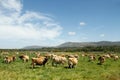 Herd of free range Jersey dairy cows on a farm Royalty Free Stock Photo