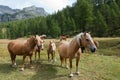 Herd of free ranging horses Royalty Free Stock Photo