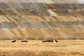 Herd of Free-Roaming Wild Feral Horses in Highland Valley, British Columbia, Canada