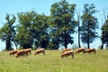 A herd of fulvous french cows grazing in a meadow. Pasture animals. Summer sunny day with blue sky Royalty Free Stock Photo