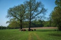 a herd of Galloway cattle standing under trees in the shade Royalty Free Stock Photo