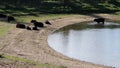 Herd of Galloway cows, Bisonbaai near Nijmegen