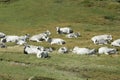 Herd of gascon cows in Pyrenees Royalty Free Stock Photo