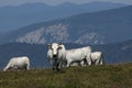 Herd of gascon cows in Pyrenees Royalty Free Stock Photo