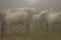 Herd of gascon cows in smog Royalty Free Stock Photo