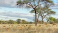 Herd of Gazelles, Tarangire National Park, Tanzania, Africa Royalty Free Stock Photo