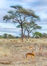 Herd of Gazelles, Tarangire National Park, Tanzania, Africa Royalty Free Stock Photo