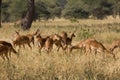 Herd of gazells in a savannah in africa Royalty Free Stock Photo