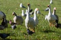 Herd of geese and pigeons walking on the green grass Royalty Free Stock Photo