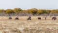 Herd of Gemsbok  Oryx Gazella grazing, Etosha National Park, Namibia. Royalty Free Stock Photo