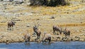 Herd of Gemsbok Oryx drinking from a waterhole in Etosha National Park, Namibia Royalty Free Stock Photo