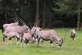 Herd of gemsboks Royalty Free Stock Photo