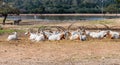 A herd of gemsboks Oryx gazella rest on a sunny day on the shore of the reservoir