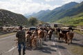 Herd on Georgian military Highway. Georgia. Royalty Free Stock Photo